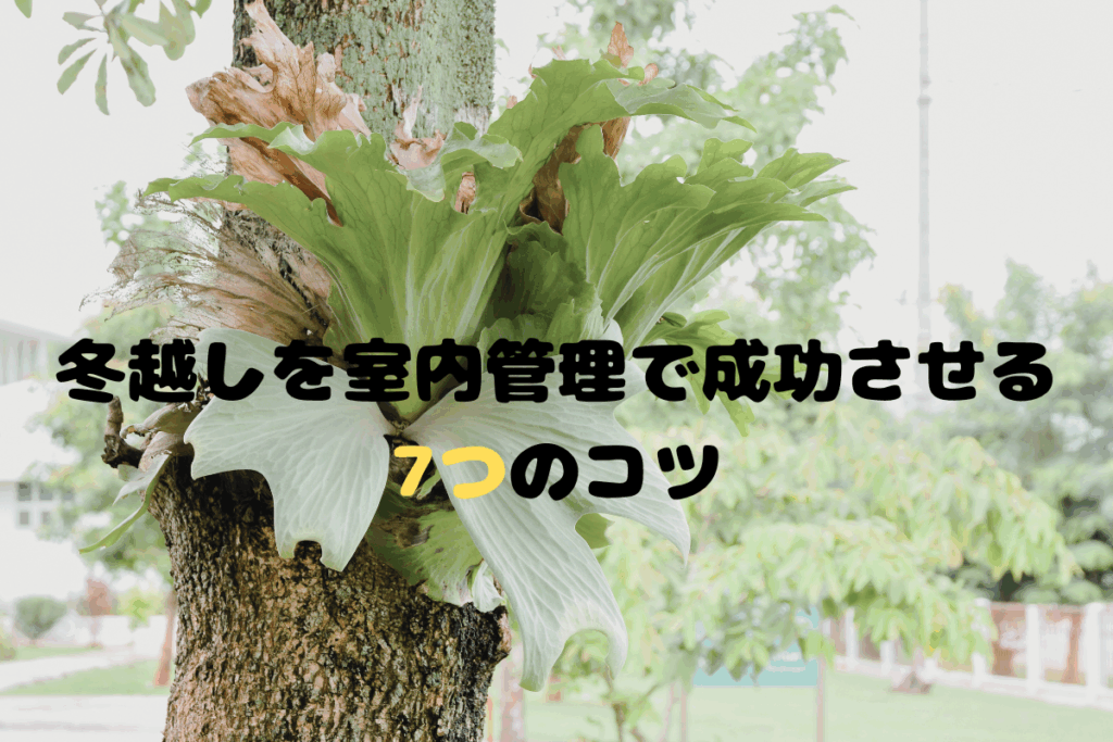 ビカクシダ(コウモリラン)の冬越しを室内管理で成功させる7つのコツ
