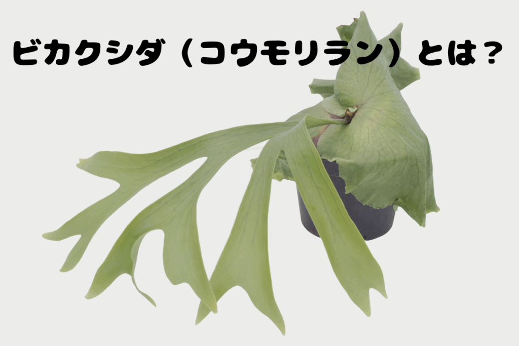 ビカクシダ(コウモリラン)とは?