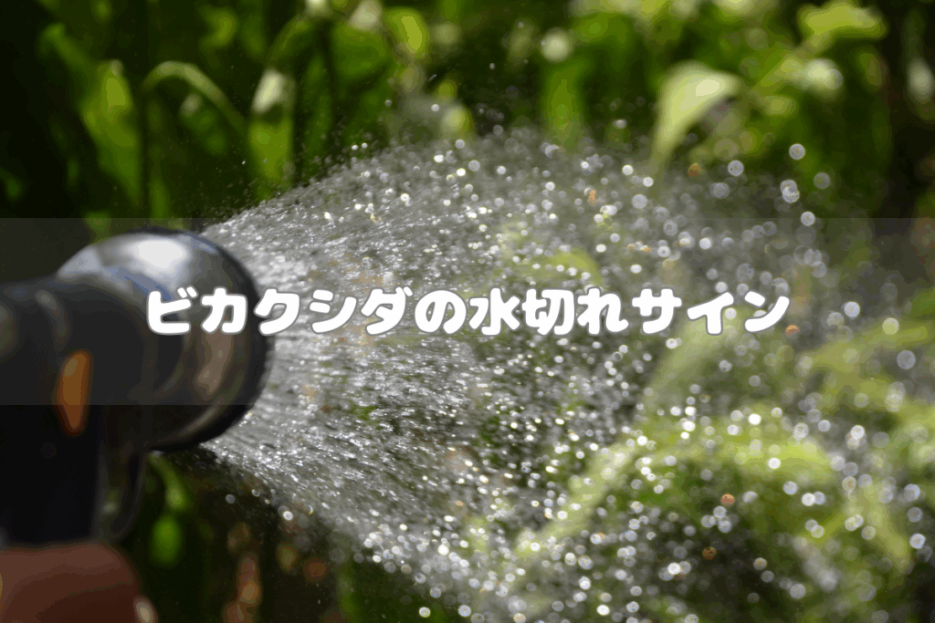 ビカクシダの水切れサイン