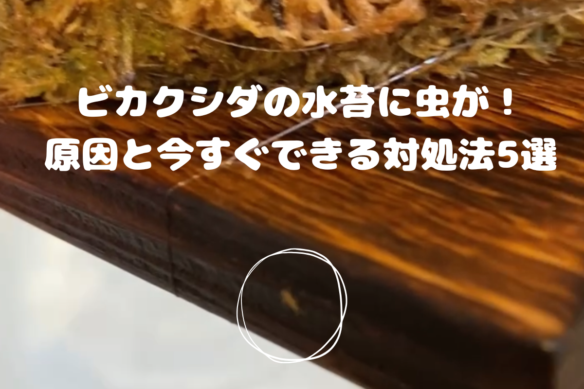 我が家のビカクシダについていた虫の写真