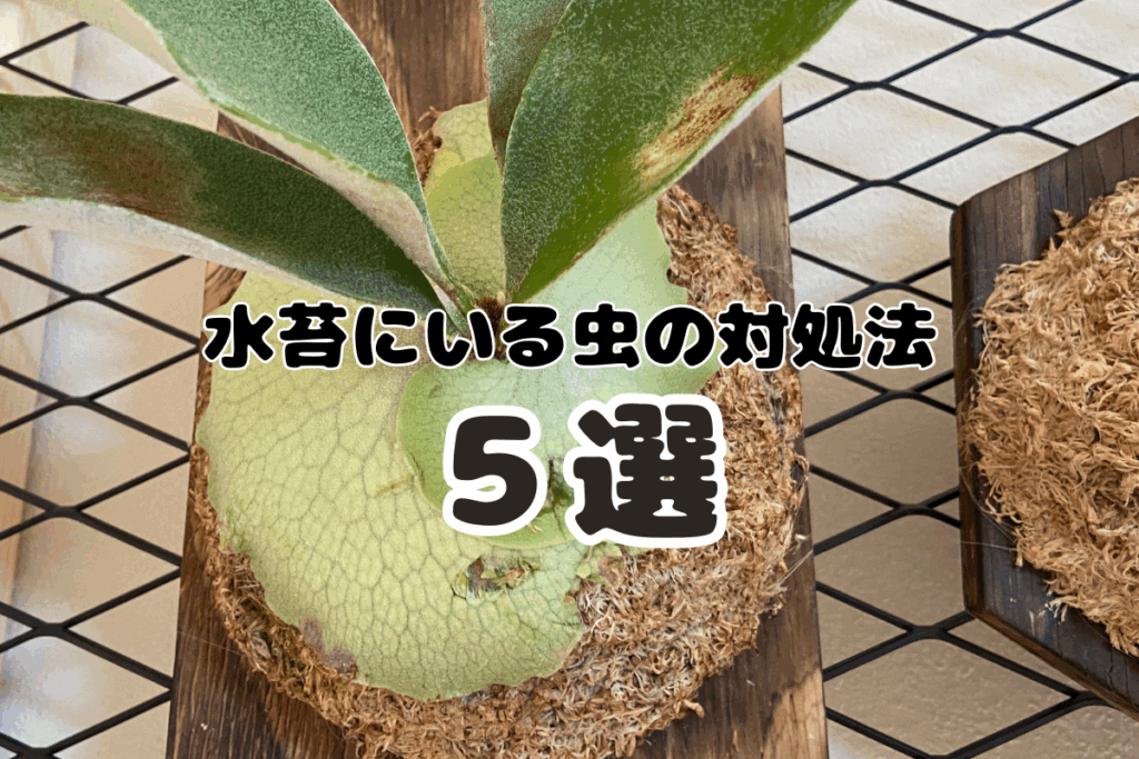 ビカクシダの水苔にいる虫の対処法5選