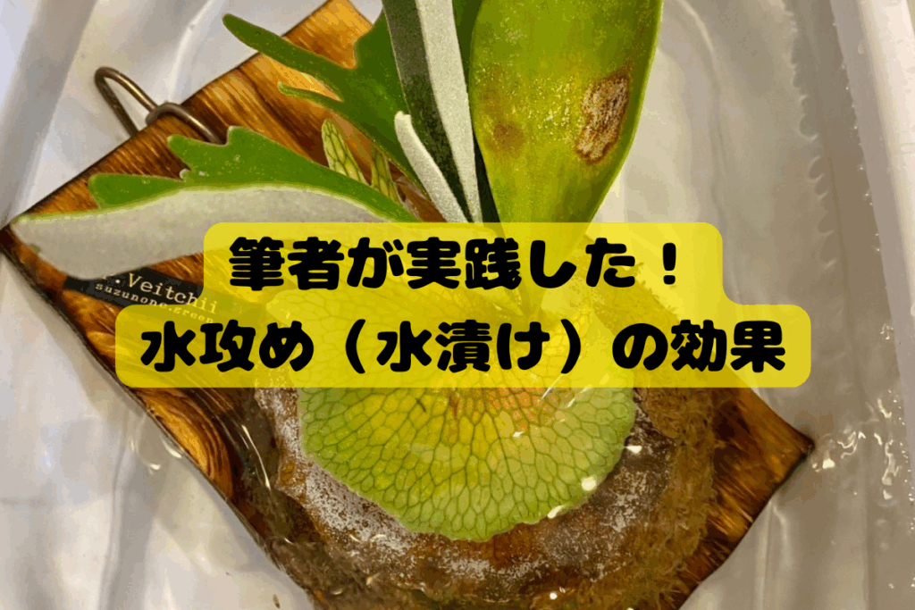 筆者がビカクシダについた虫を退治するために実践した水攻め(水漬け)の写真