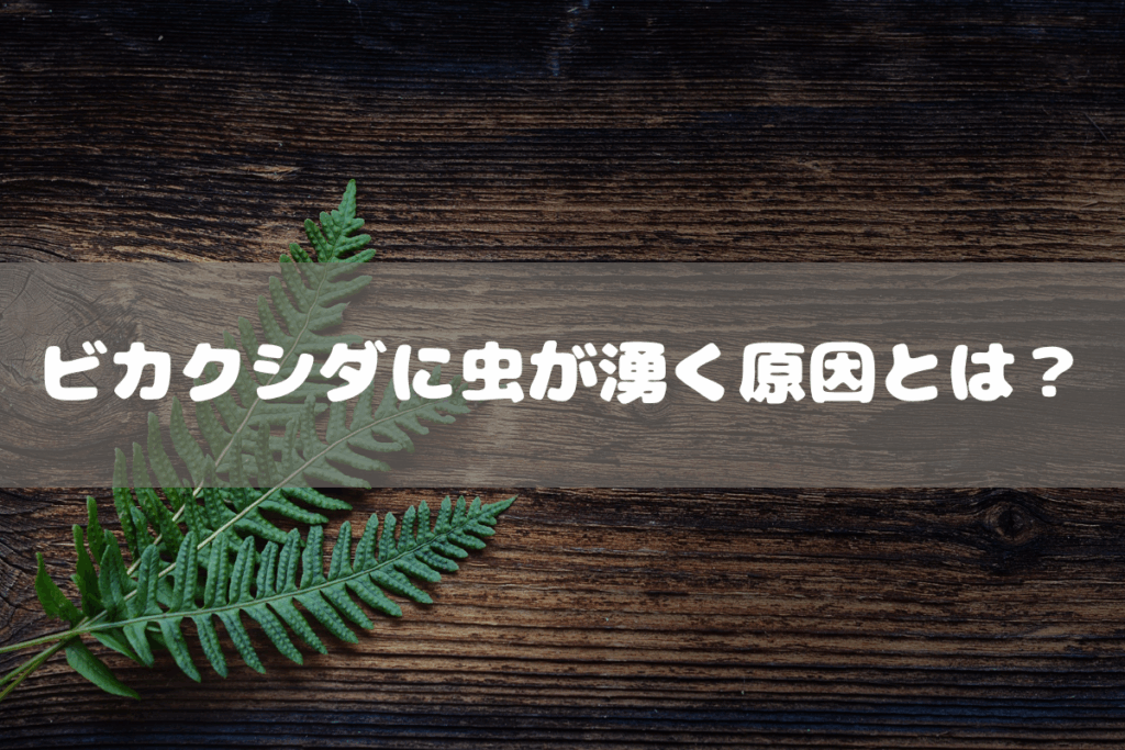 ビカクシダに虫が湧く原因とは?