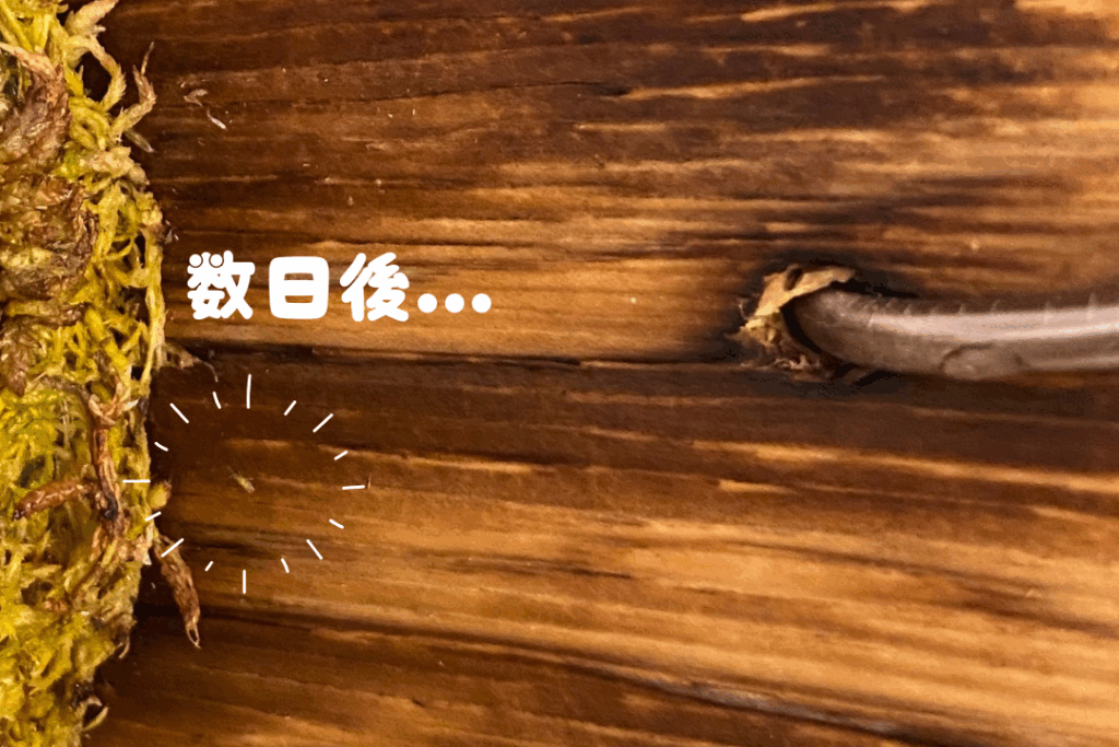 我が家のビカクシダについていた虫の写真(水漬け後)