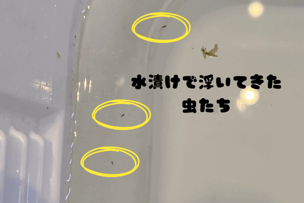 我が家のビカクシダについていた虫の写真