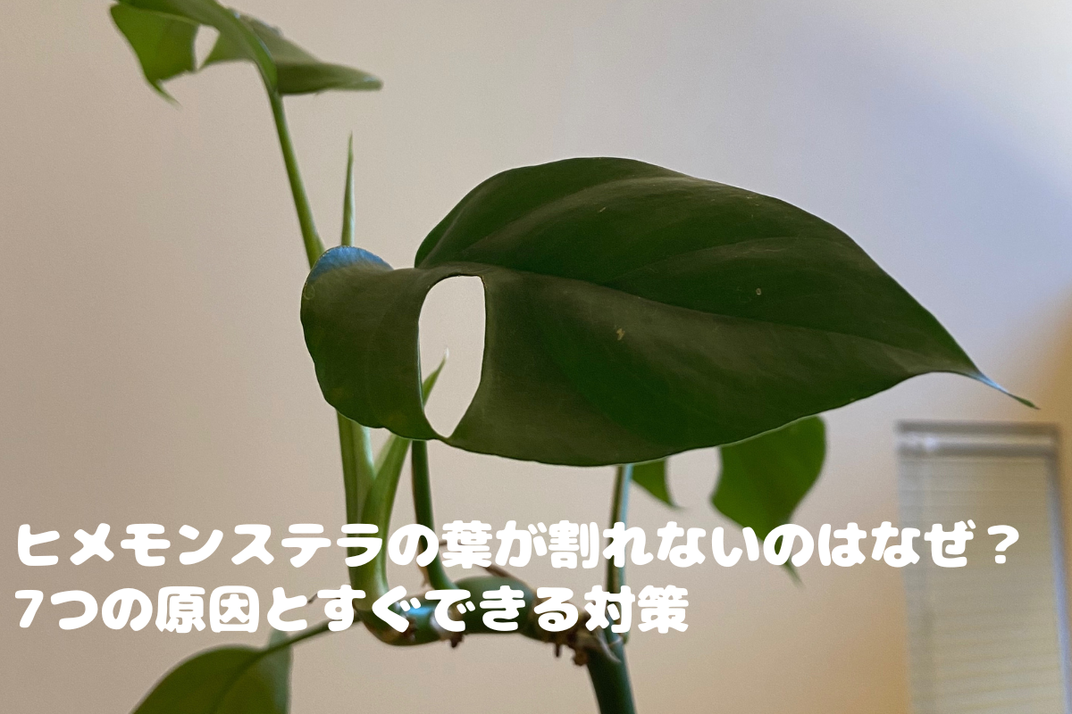 筆者宅で育てているヒメモンステラ（葉が割れていない写真）