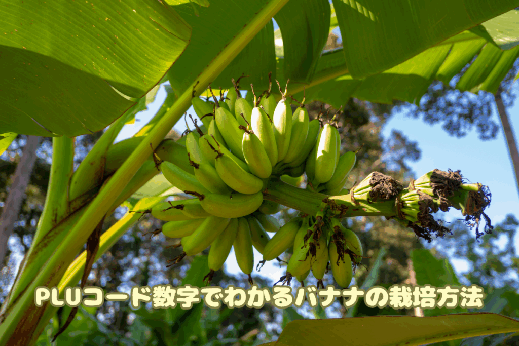 PLUコードの数字でわかるバナナの栽培方法
