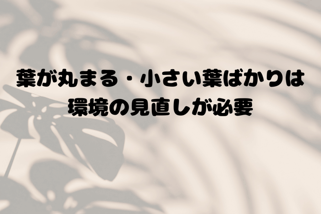 ヒメモンステラの葉が丸まる・小さい葉ばかりは環境の見直しが必要