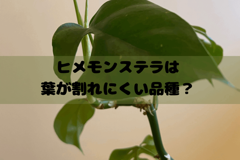 筆者宅で育てているヒメモンステラの写真-ヒメモンステラは葉が割れにくい品種?