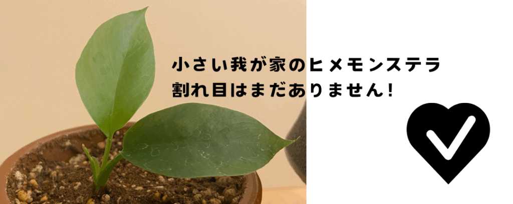 筆者宅で育てているヒメモンステラ(株分けした写真)