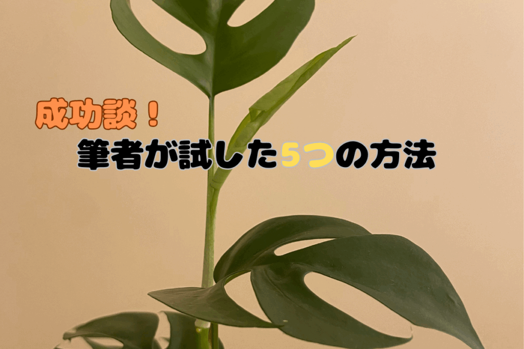 筆者宅で育てているヒメモンステラ-筆者の成功談
