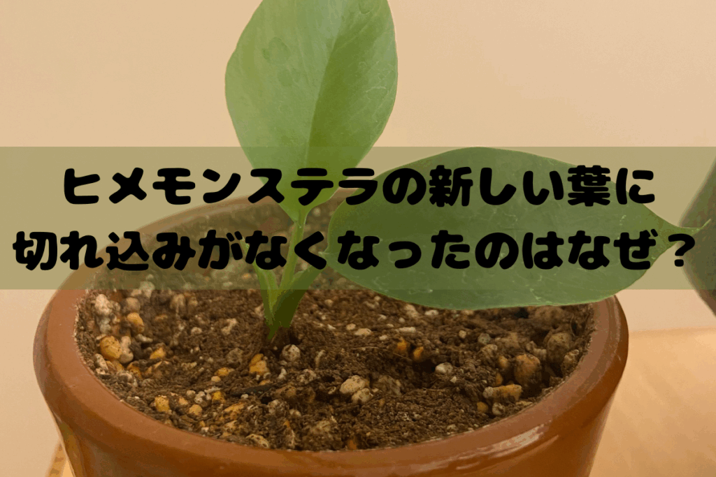 筆者宅で育てているヒメモンステラ-新しい葉に切れ込みんがないのは生育環境が問題