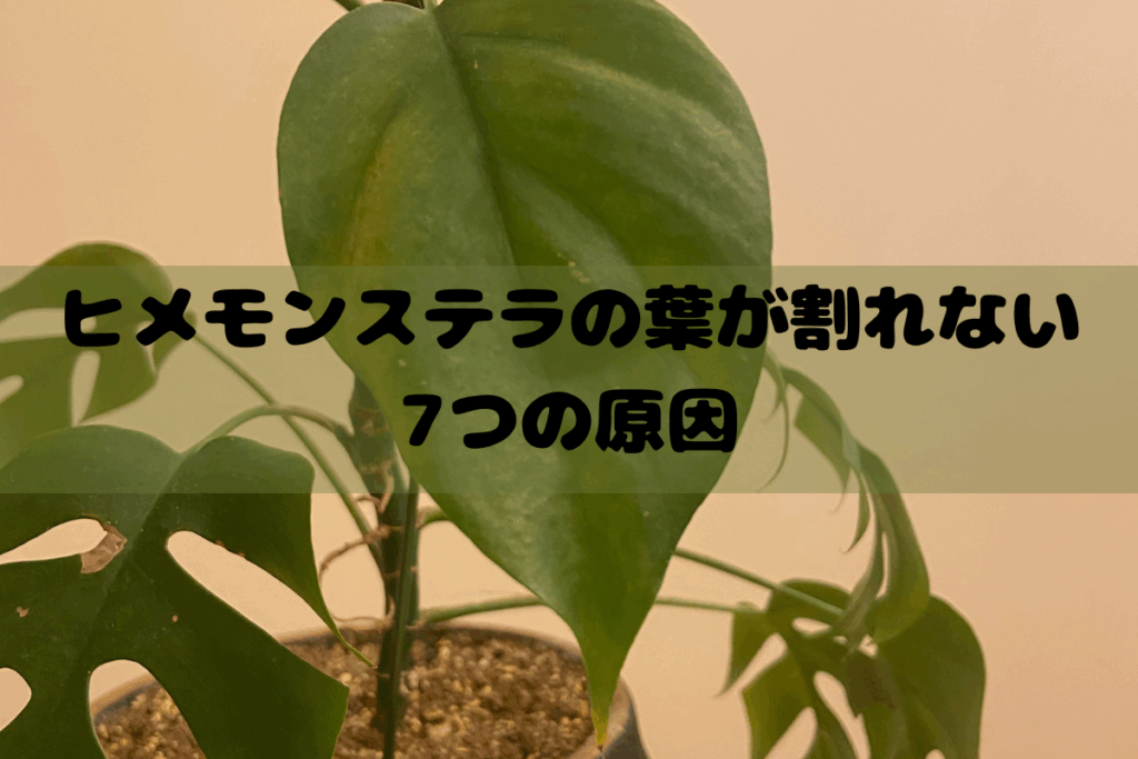 筆者宅で育てているヒメモンステラの葉が割れていない写真-葉が割れない原因