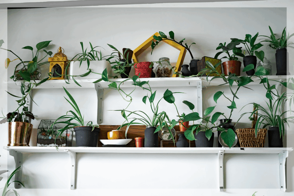 植物棚(ビカクウォール)を自作するDIYのアイデア