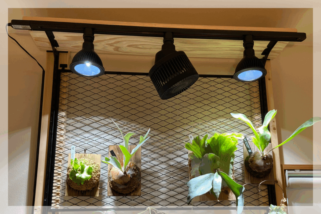 【失敗談】筆者が植物棚(ビカクウォール)を自作して困った3つのこと