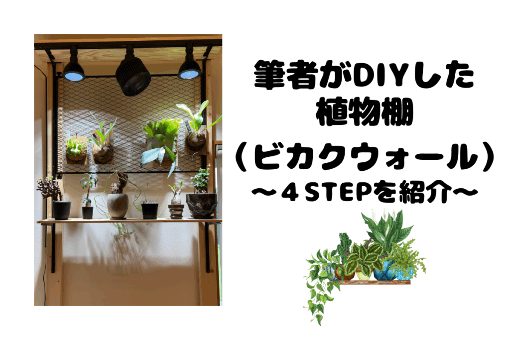 【筆者が実践】壁穴不要で植物棚(ビカクウォール)を自作する4ステップ