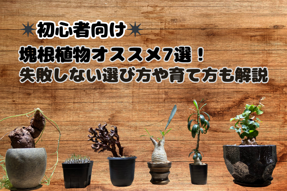 【初心者向け】塊根植物オススメ7選！失敗しない選び方や育て方