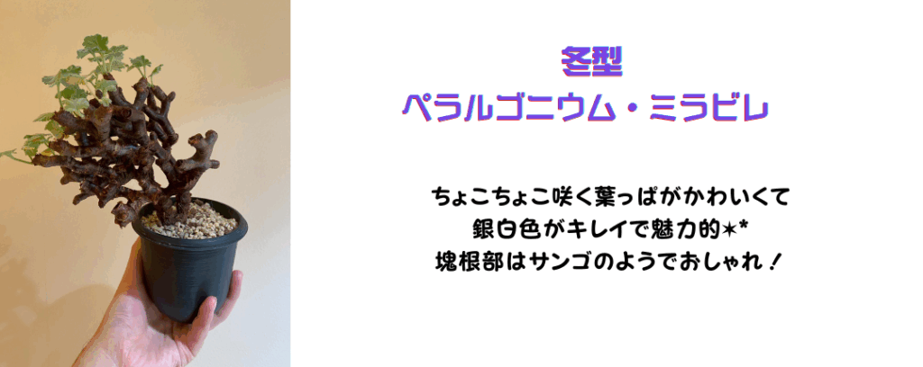 筆者宅で育てているペラルゴニウム・ミラビレの写真