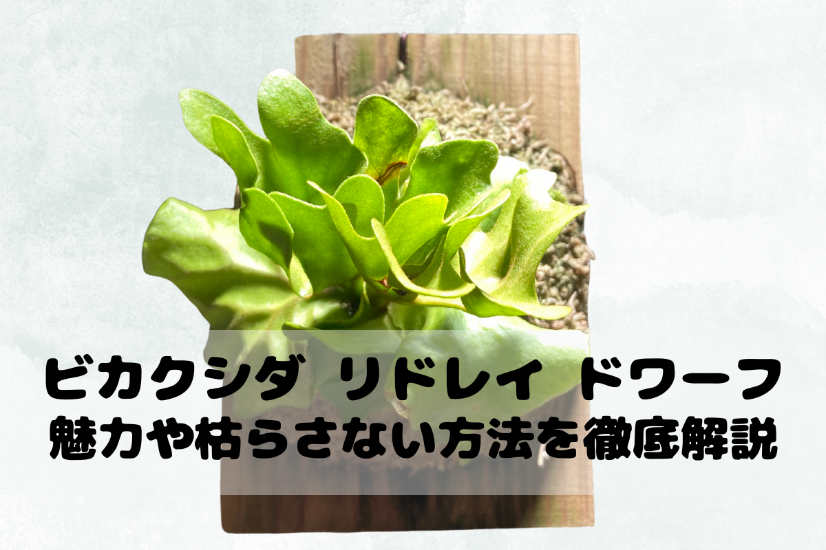 我が家で育てているビカクシダ リドレイ ドワーフの写真