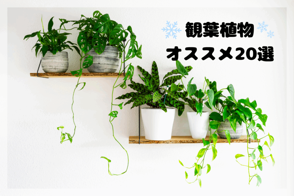 寒さに強い観葉植物オススメ20選