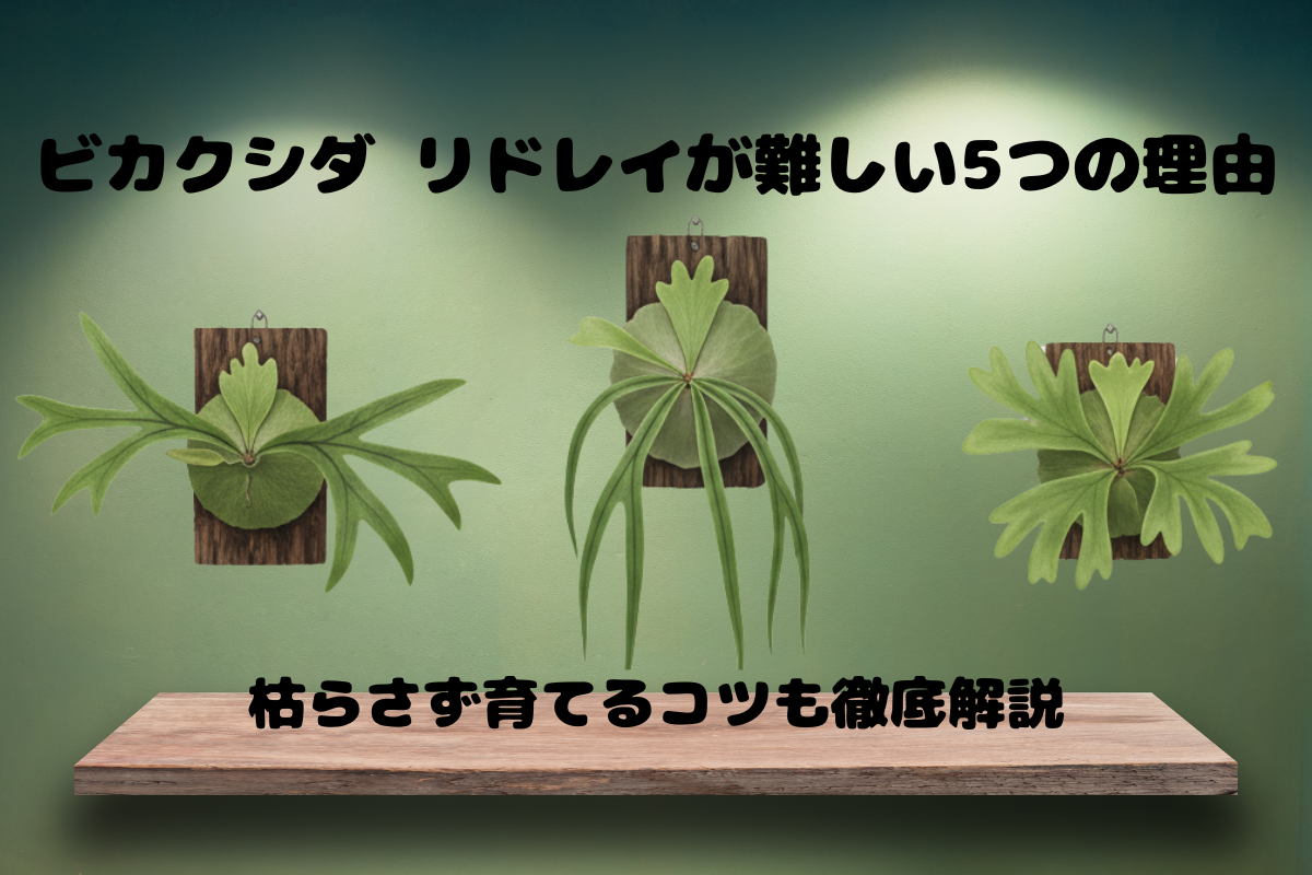ビカクシダリドレイが難しいといわれる5つの理由と枯らさず育てるコツ