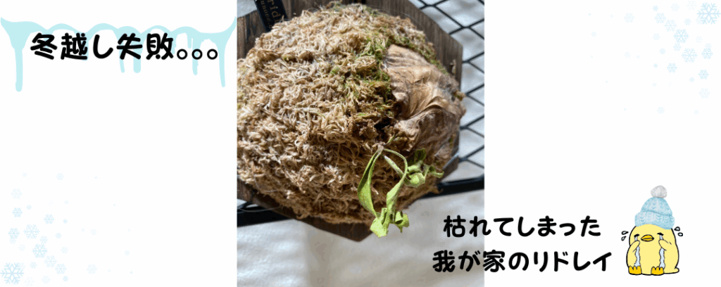 筆者が育てていたビカクシダリドレイが枯れてしまった時の写真