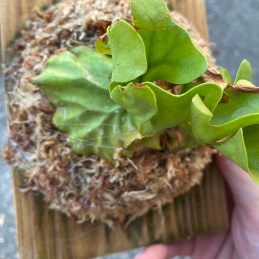 筆者が板付け手順がわかるように撮影した写真