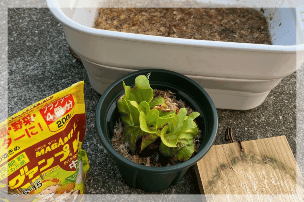 筆者宅でビカクシダの板付けに使用した道具の写真