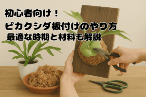 ビカクシダ板付けのやり方、最適な時期と材料