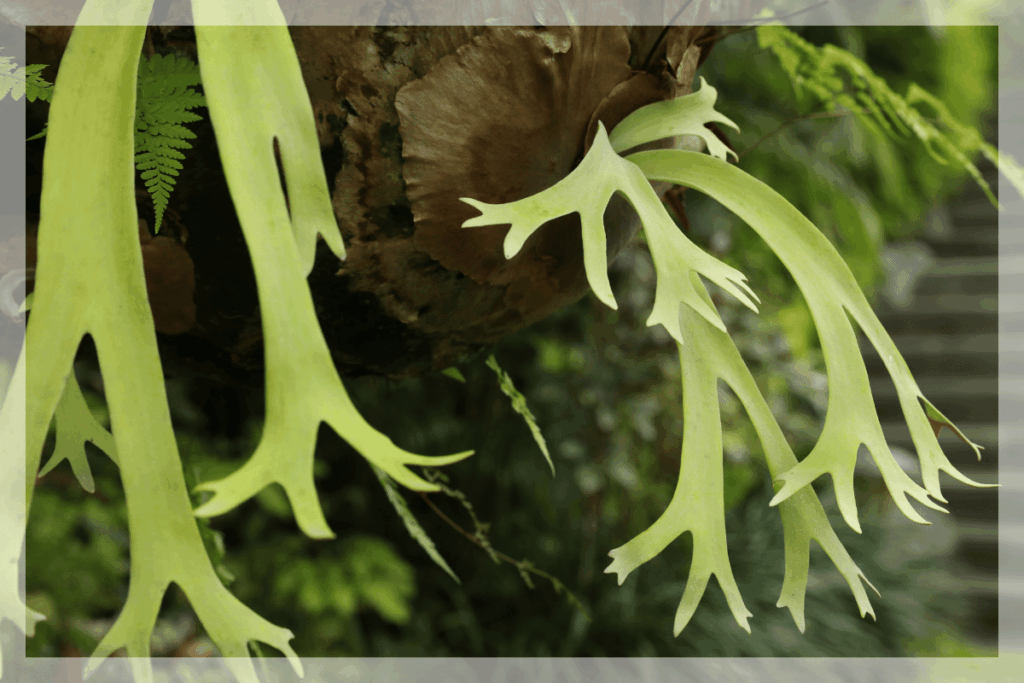 板付け後の管理・育て方|ビカクシダを元気に育てるためのポイント