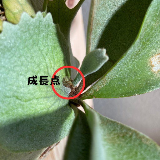 筆者が育てているビカクシダの成長点がわかる写真