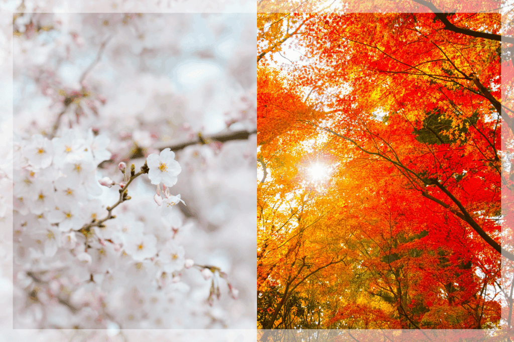 ビカクシダの板付けに最適な時期と環境条件