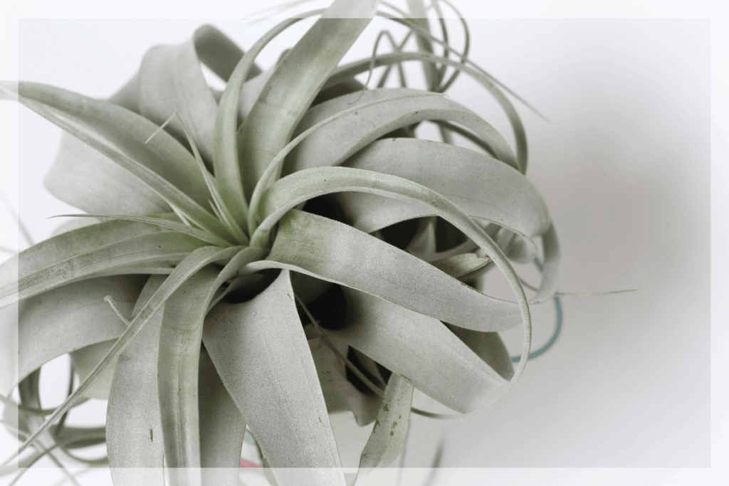 初心者でも失敗しにくい!エアプランツのオススメ5選
