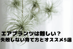エアプランツは難しい?失敗しない育て方とオススメ5選