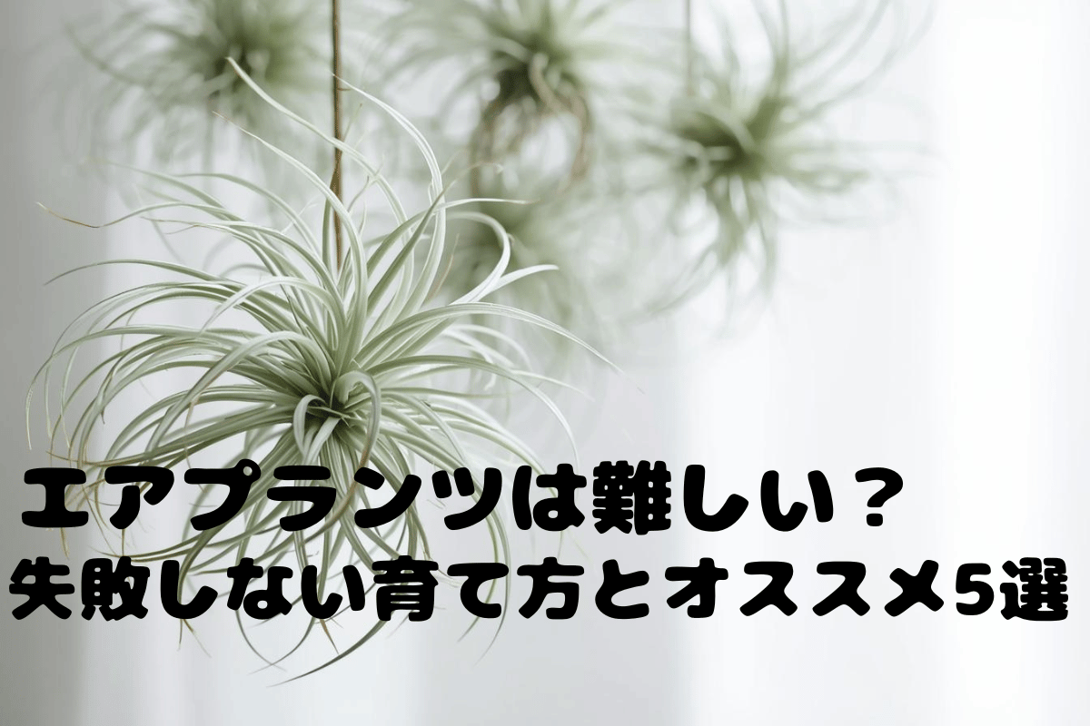 エアプランツは難しい?失敗しない育て方とオススメ5選