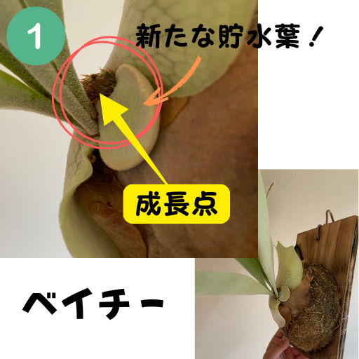 筆者宅で育成しているビカクシダの写真:ベイチー