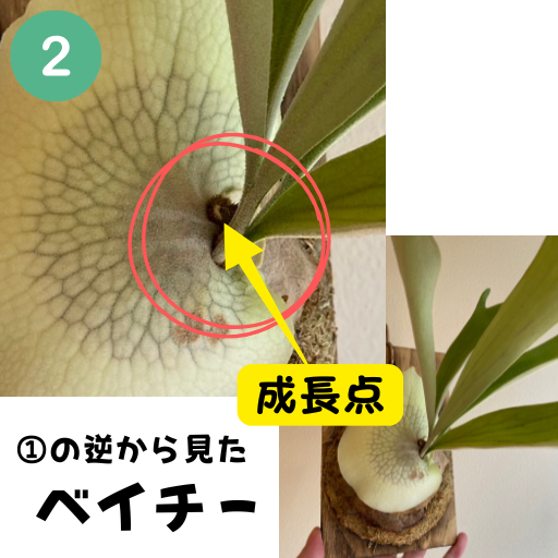 筆者宅で育成しているビカクシダの写真:ベイチー