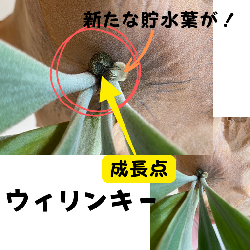 筆者宅で育成しているビカクシダの写真:ウィリンキー