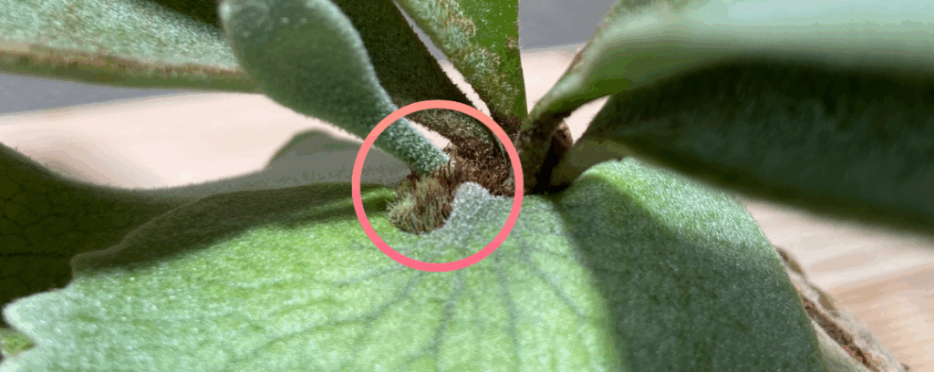 筆者宅で育成しているビカクシダ成長点の写真