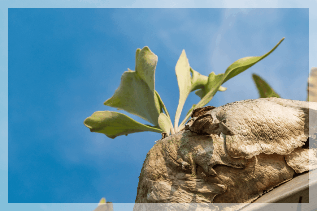 【写真で確認】ビカクシダの成長点上下の正しい見分け方