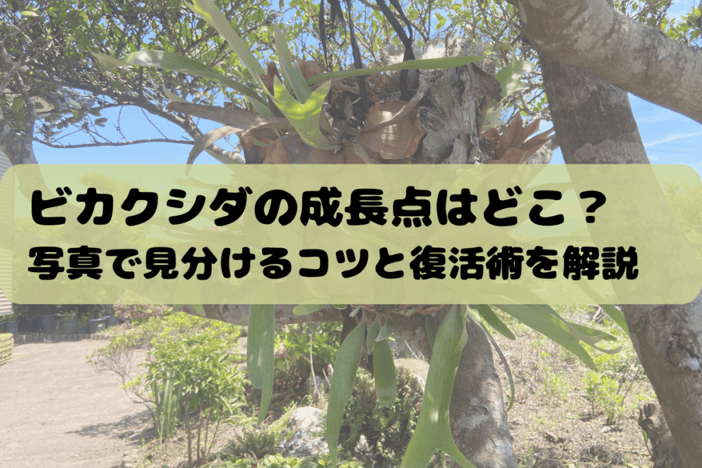 ビカクシダの成長点はどこ?写真で見分けるコツと復活術を解説