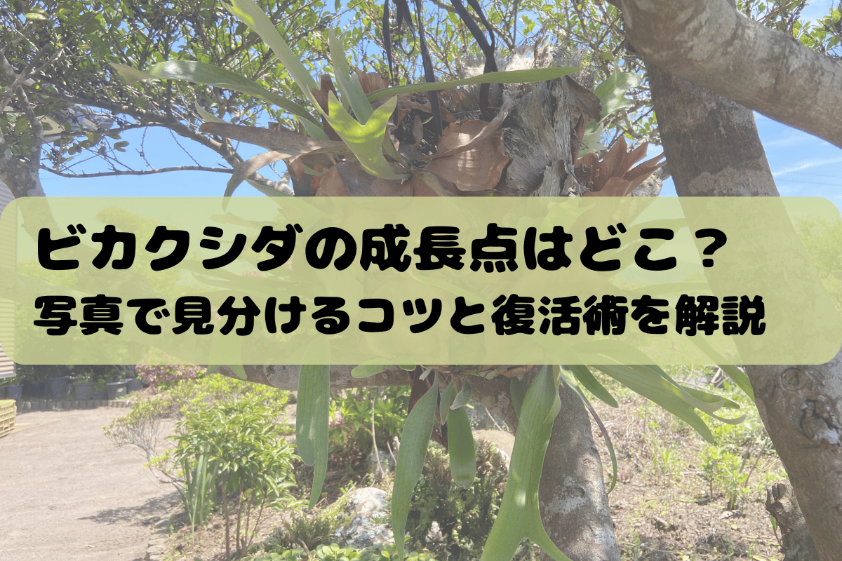 ビカクシダの成長点はどこ?写真で見分けるコツと復活術を解説