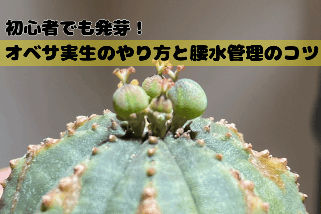 初心者でも発芽!オベサ実生のやり方と腰水管理のコツ