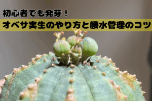 初心者でも発芽!オベサ実生のやり方と腰水管理のコツ