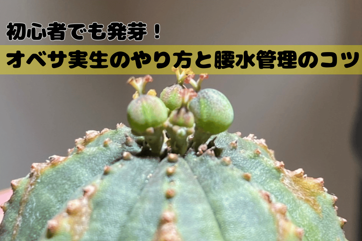 初心者でも発芽！オベサ実生のやり方と腰水管理のコツ