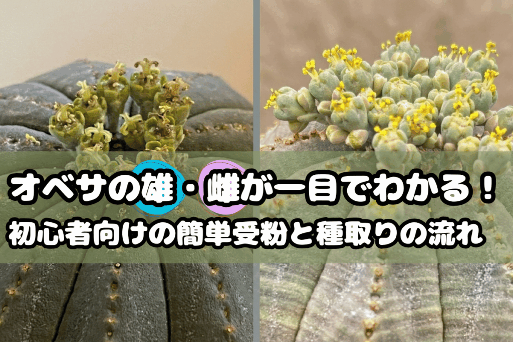 オベサの雄雌が一目で分かる!初心者向けの簡単受粉と種取りの流れ