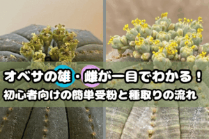 オベサの雄雌が一目で分かる!初心者向けの簡単受粉と種取りの流れ