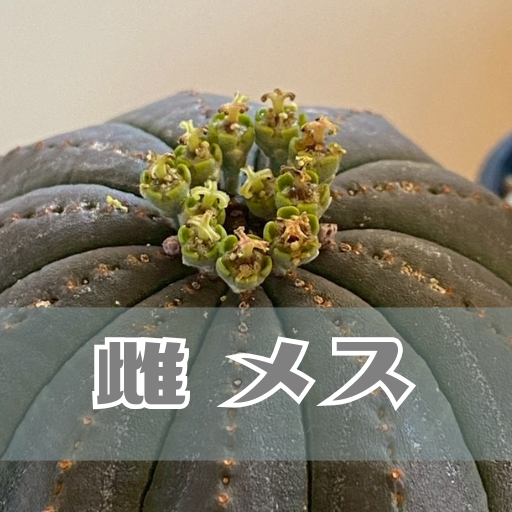 筆者宅で育成しているオベサ雌株の写真