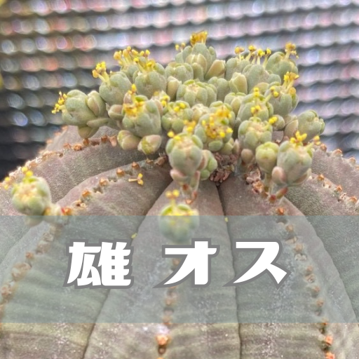 筆者宅で育成しているオベサ雄株の写真