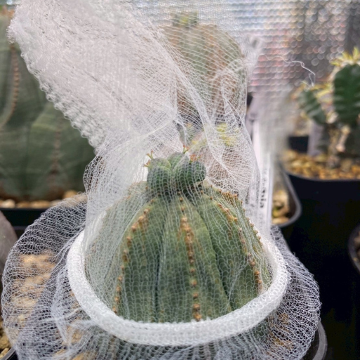 筆者宅のオベサ、種が弾けないように排水溝ネットを被せている写真